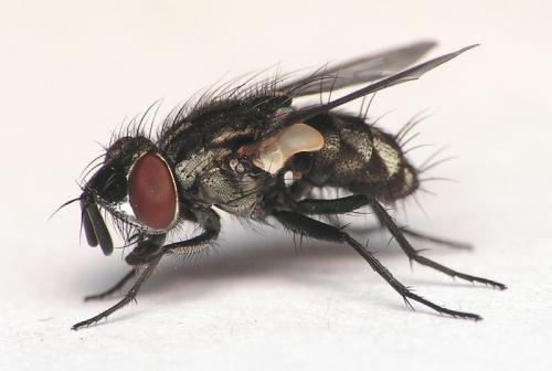 Réf. 8 526 : Metopia argyrocephala