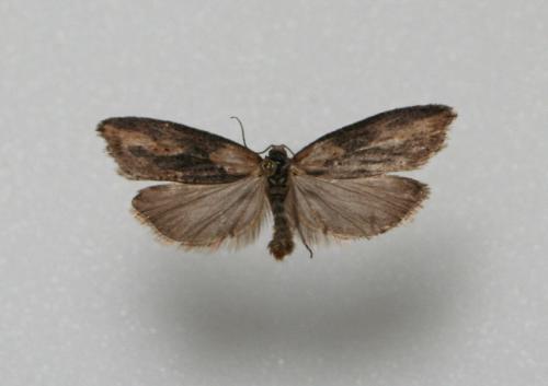 Réf. 8 280 : Doloploca punctulana