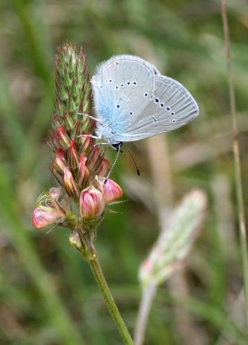 photo de papillon