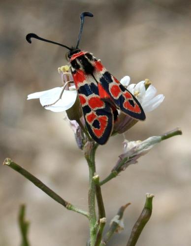 Zygaena fausta