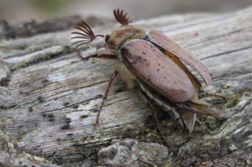 Melolontha hippocastani