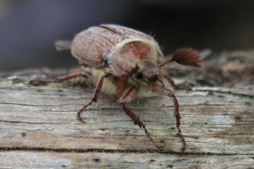 Melolontha hippocastani