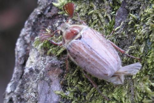 Melolontha hippocastani
