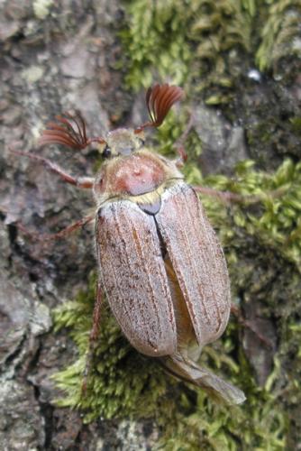 Melolontha hippocastani
