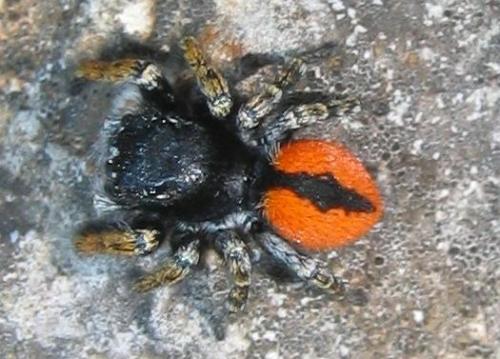 Philaeus chrysops