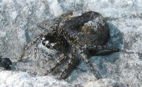 Philaeus chrysops