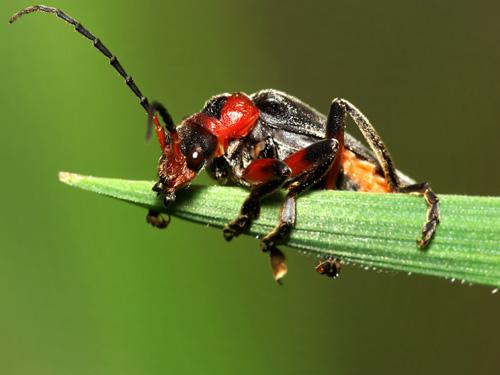 Réf. 8 332 : Cantharis rustica