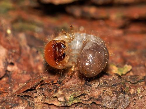Réf. 8 206 : Melolontha sp.