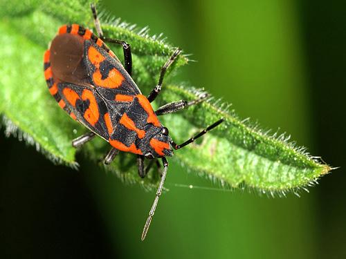 Réf. 8 429 : Spilostethus saxatilis