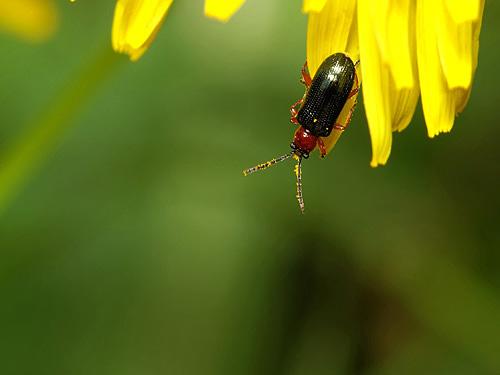 Oulema sp.
