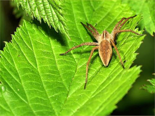 Pisaura mirabilis