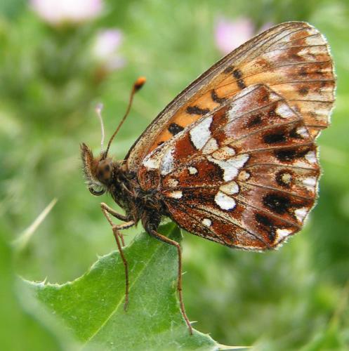 Réf. 8 983 : Boloria dia