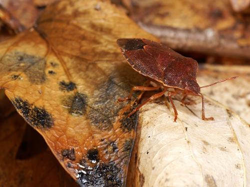 Palomena prasina