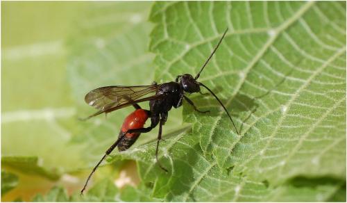 Priocnemis sp.