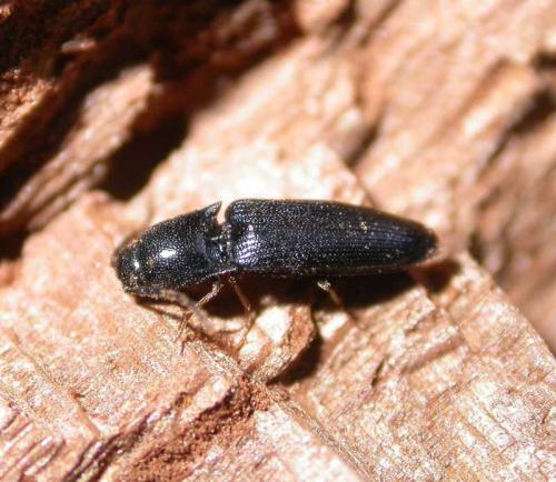 Réf. 8 118 : Procraerus tibialis
