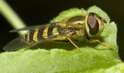 Réf. 8 287 : Syrphus vitripennis