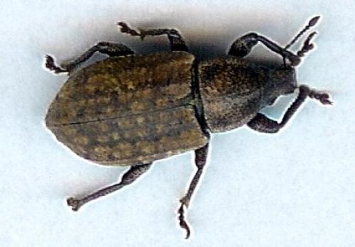 Barynotus sp.