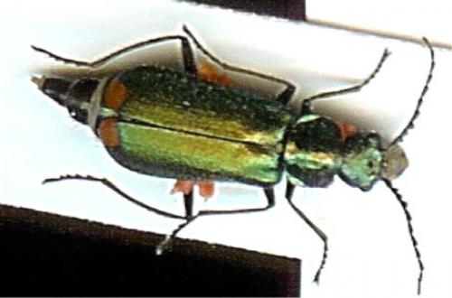 Malachius sp.
