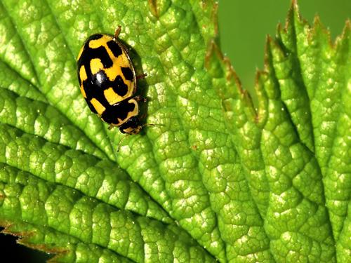 Réf. 8 372 : Propylea quatuordecimpunctata