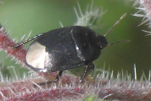 Réf. 8 775 : Sehirus sp.