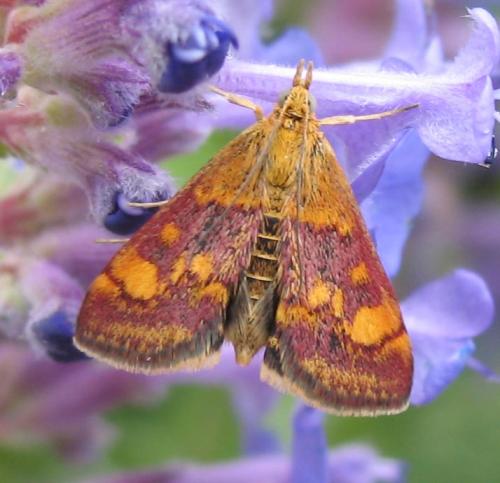 Réf. 8 378 : Pyrausta aurata