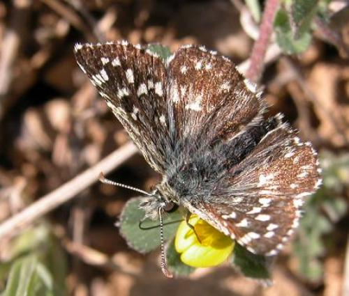 Réf. 8 724 : Pyrgus malvoides