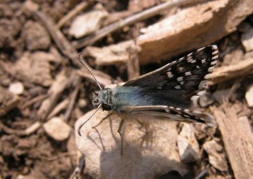 Réf. 8 727 : Pyrgus onopordi