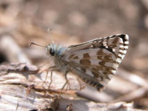 Réf. 8 726 : Pyrgus onopordi