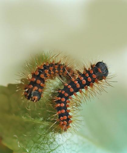 Saturnia pyri