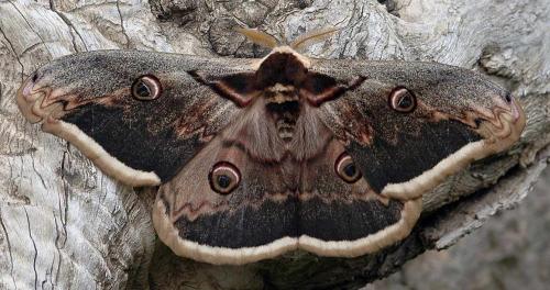 photo de papillon
