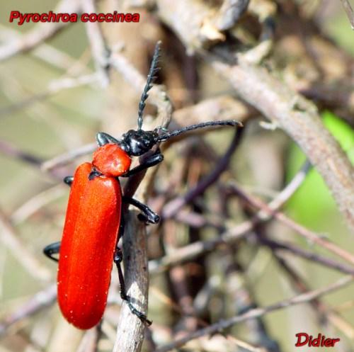 Réf. 8 800 : Pyrochroa coccinea