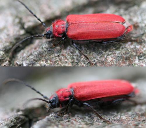 Pyrrhidium sanguineum