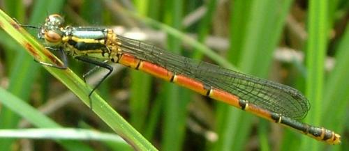 Pyrrhosoma nymphula