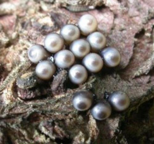 Rhaphigaster nebulosa