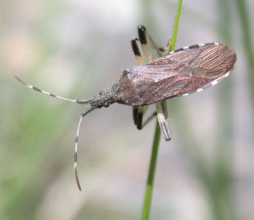 Dicranocephalus albipes