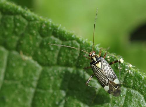 Rhabdomiris striatellus