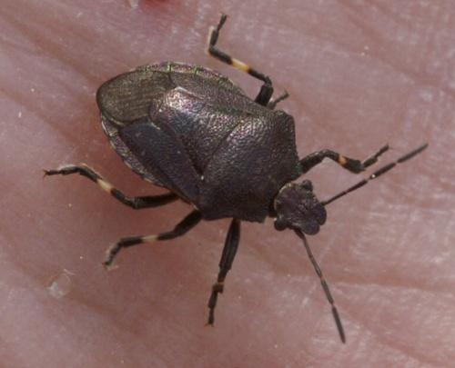 Rhacognathus punctatus