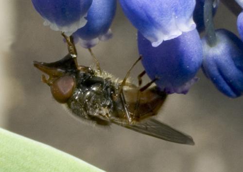 Rhingia sp.