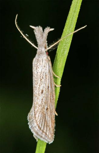 Minetia sp.