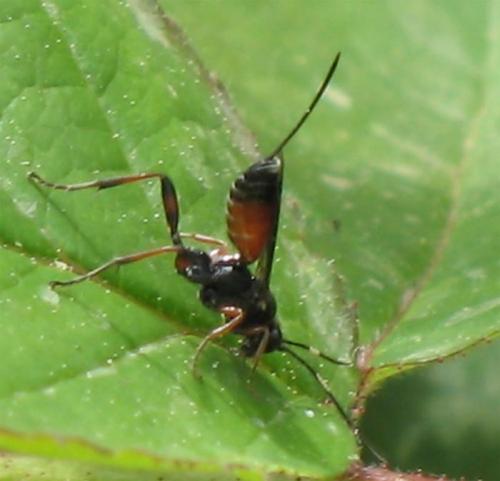 Réf. 8 497 : Cryptinae inconnu