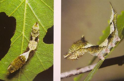 Sabra harpagula