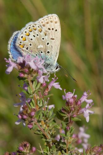 Polyommatus bellargus