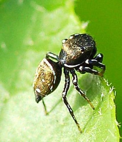 Heliophanus kochii