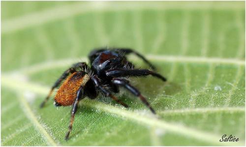 Carrhotus xanthogramma