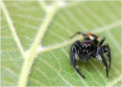 Carrhotus xanthogramma