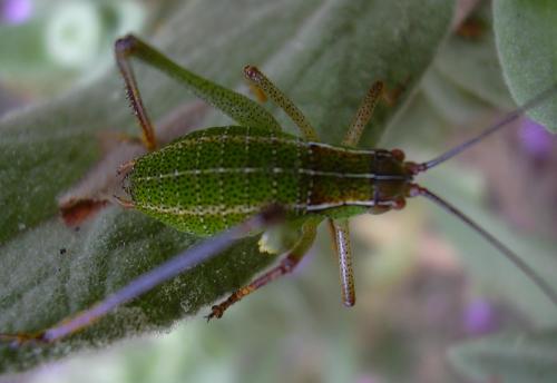 Barbitistes fischeri