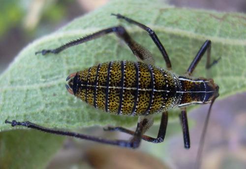 Barbitistes fischeri