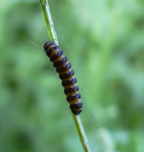 Tyria jacobaeae