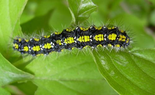 Callimorpha dominula