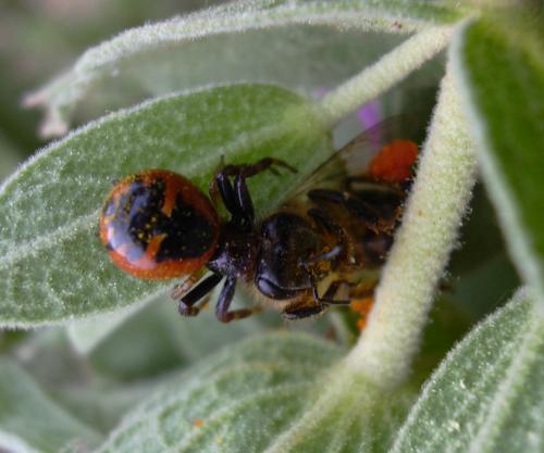 Réf. 8 689 : Synema globosum